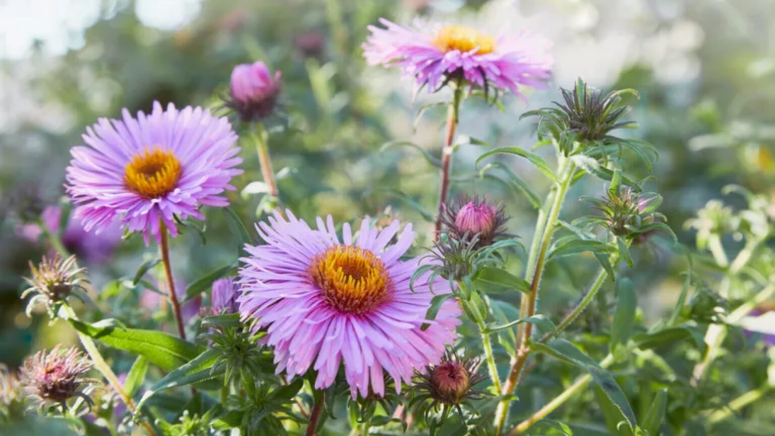 New England Native Flora Downtown Worcester