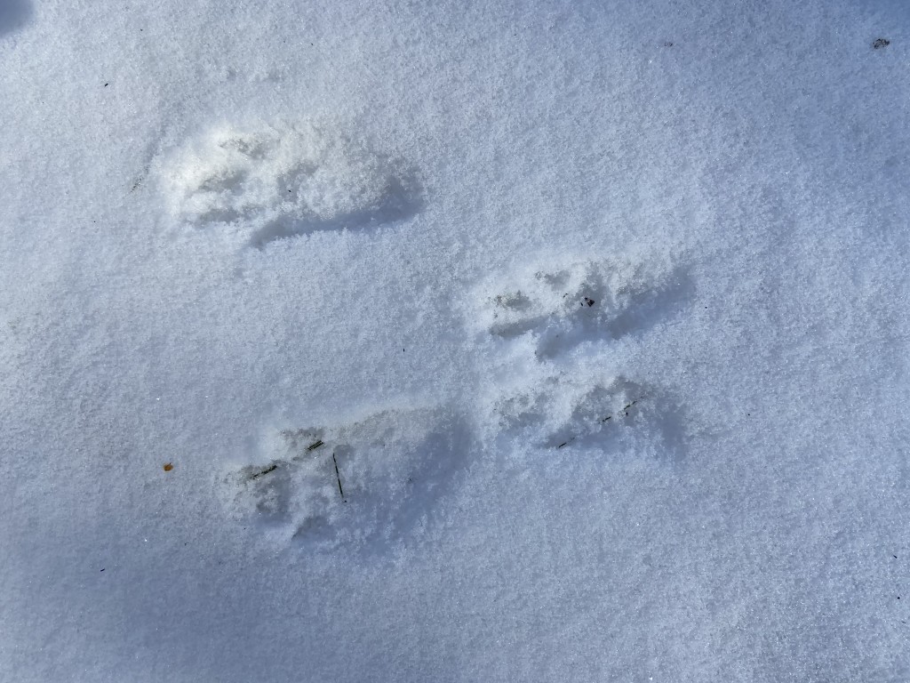 Winter Wildlife Tracking & Ecology - Downtown Worcester